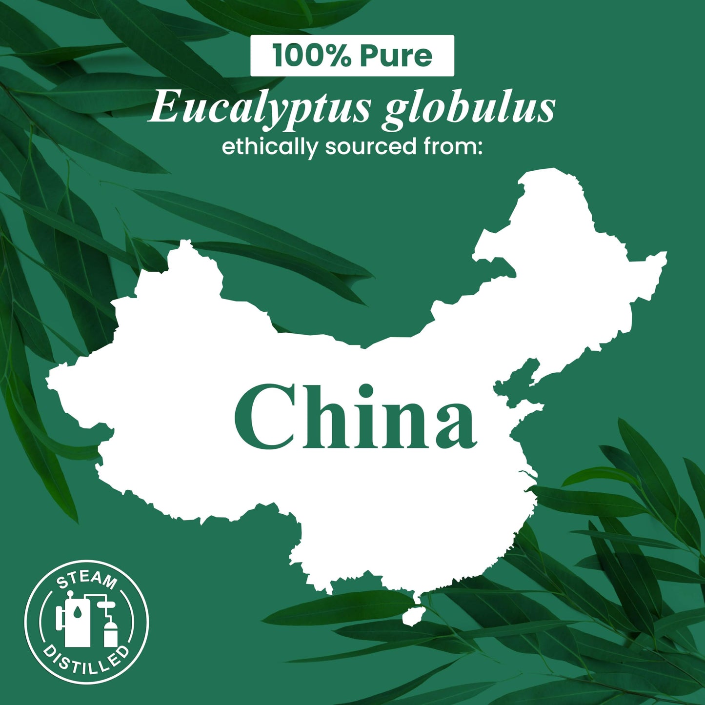 Frankincense Essential Oil - Huge 4 Fl Oz - 100% Pure and Natural - Premium Grade Essential Oil for Diffuser and Aromatherapy