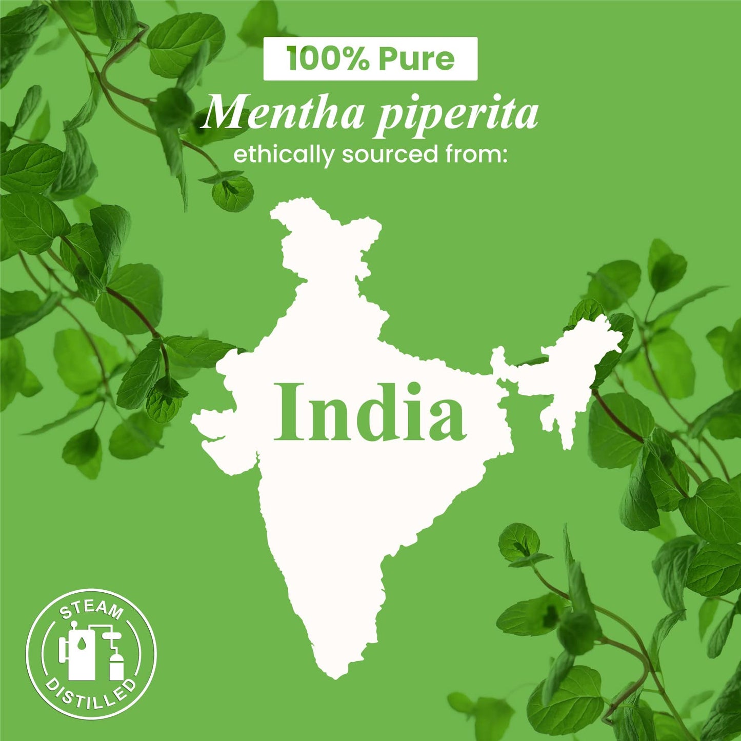 Frankincense Essential Oil - Huge 4 Fl Oz - 100% Pure and Natural - Premium Grade Essential Oil for Diffuser and Aromatherapy